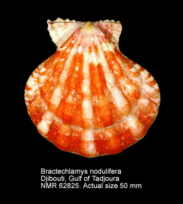 Bractechlamys nodulifera (2).jpg - Bractechlamys nodulifera(G.B.Sowerby,1842)